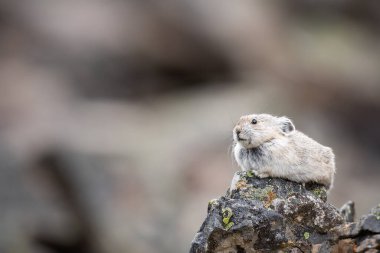 Vahşi doğadaki Pika