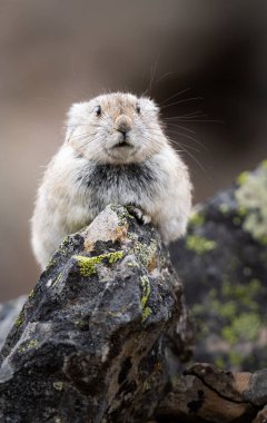 Vahşi doğadaki Pika