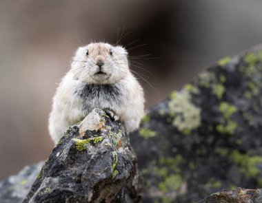 Vahşi doğadaki Pika