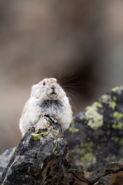 Vahşi doğadaki Pika