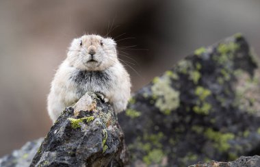Vahşi doğadaki Pika