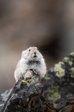 Vahşi doğadaki Pika