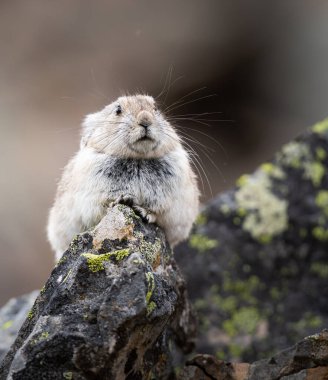 Vahşi doğadaki Pika