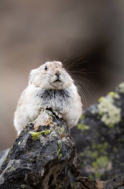 Vahşi doğadaki Pika