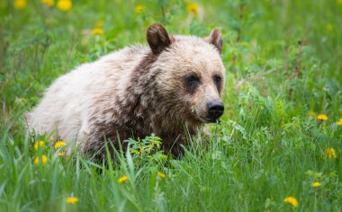Vahşi doğada boz ayı