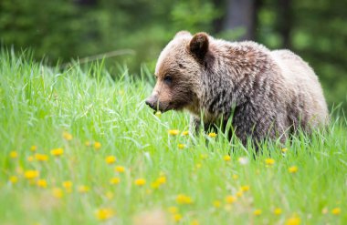 Vahşi doğada boz ayı