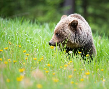 Vahşi doğada boz ayı