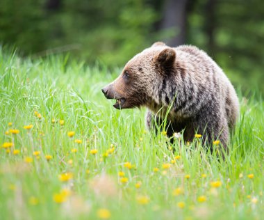 Vahşi doğada boz ayı