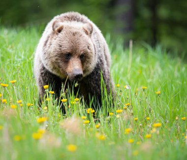 Vahşi doğada boz ayı