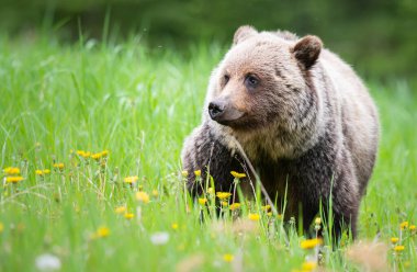 Vahşi doğada boz ayı