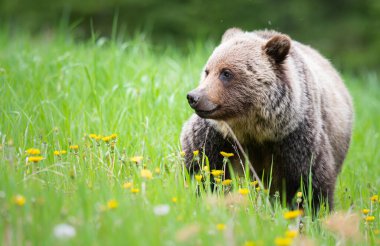 Vahşi doğada boz ayı
