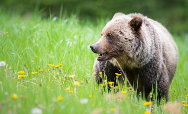 Vahşi doğada boz ayı