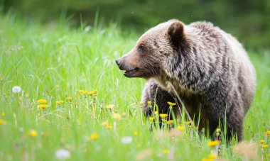Vahşi doğada boz ayı