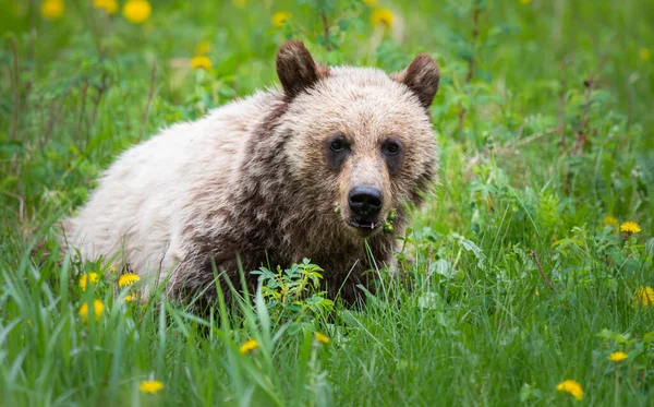 Grizzly Bear Wild — Stock Photo, Image