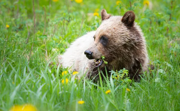 Urso Pardo Natureza — Fotografia de Stock