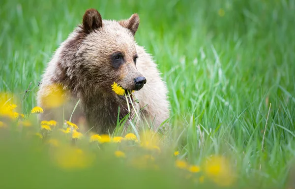 Urso Pardo Natureza — Fotografia de Stock