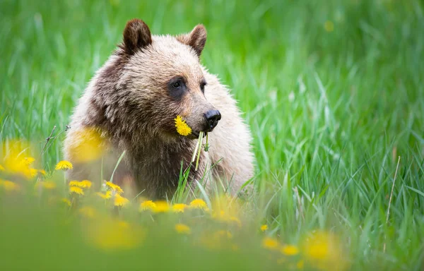 Грізлі Ведмідь Дикій Природі — стокове фото