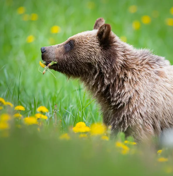 Niedźwiedź Grizzly Dziczy — Zdjęcie stockowe