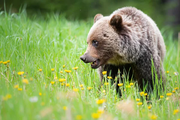 Oso Pardo Naturaleza — Foto de Stock