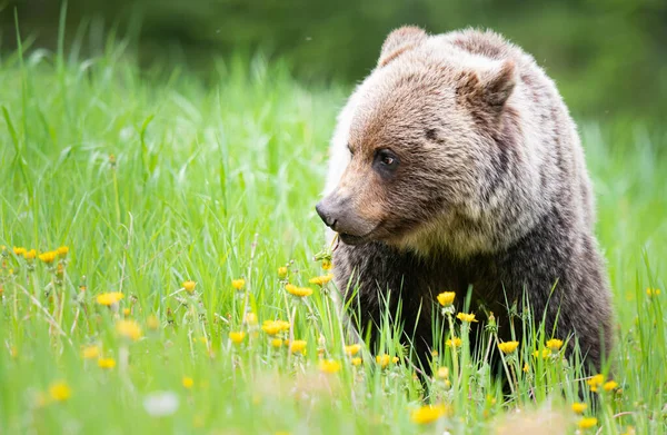 Grizzli Dans Nature — Photo