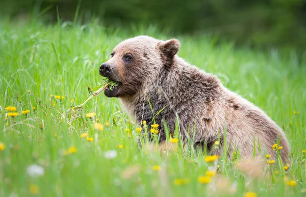 Niedźwiedź Grizzly Dziczy — Zdjęcie stockowe