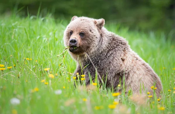 Грізлі Ведмідь Дикій Природі — стокове фото