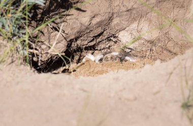 Vahşi doğadaki porsuk