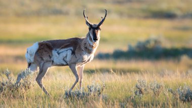 Kanada 'nın vahşi doğasında boynuzlu at