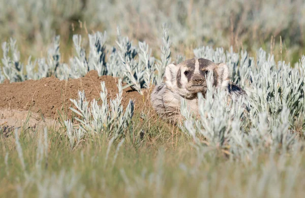 Tejón Desierto Canadiense — Foto de Stock