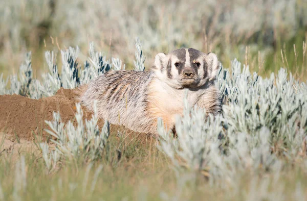 Badger Alam Liar — Stok Foto