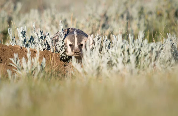 Badger in the Canadian prairies