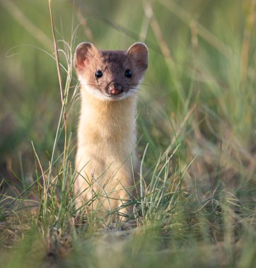 Kanada çayırlarında uzun kuyruklu gelincik