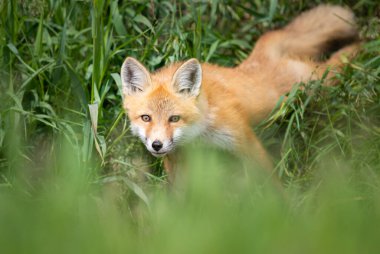 Vahşi doğada kızıl tilki çantası