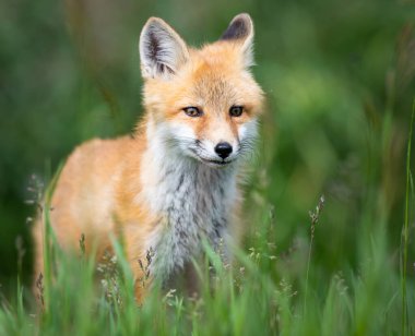 Vahşi doğada kızıl tilki çantası