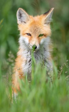 Vahşi doğada kızıl tilki çantası