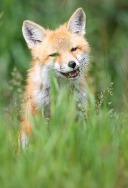 Vahşi doğada kızıl tilki çantası