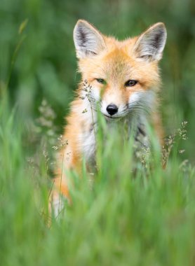 Vahşi doğada kızıl tilki çantası