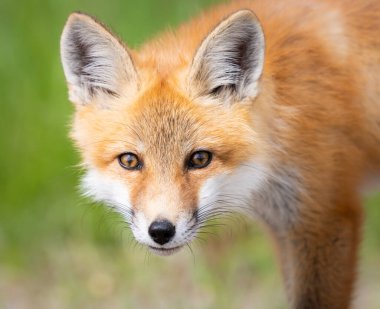 Vahşi doğada kızıl tilki çantası