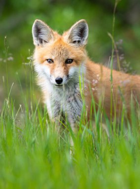 Vahşi doğada kızıl tilki çantası