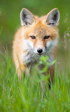 Vahşi doğada kızıl tilki çantası