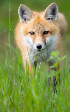 Vahşi doğada kızıl tilki çantası