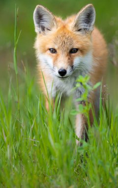 Vahşi doğada kızıl tilki çantası