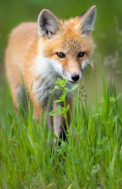 Vahşi doğada kızıl tilki çantası