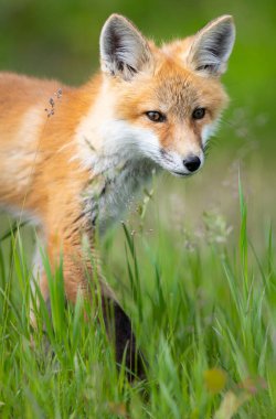 Vahşi doğada kızıl tilki çantası