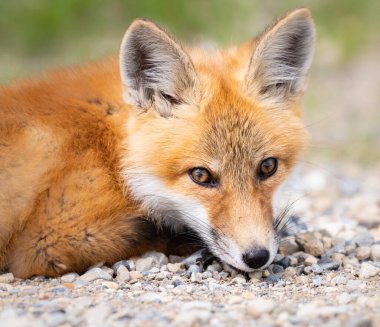 Vahşi doğada kızıl tilki çantası