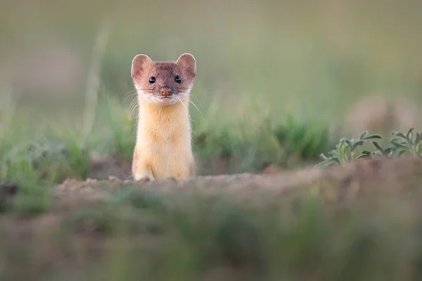 加拿大草原上的长尾黄鼠狼 — 图库照片