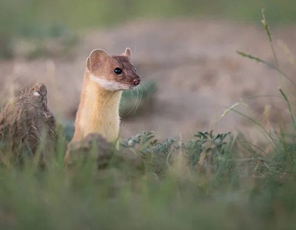 Belette Longue Queue Dans Les Prairies Canadiennes — Photo