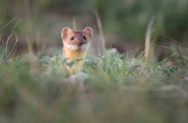 Belette Longue Queue Dans Les Prairies Canadiennes — Photo