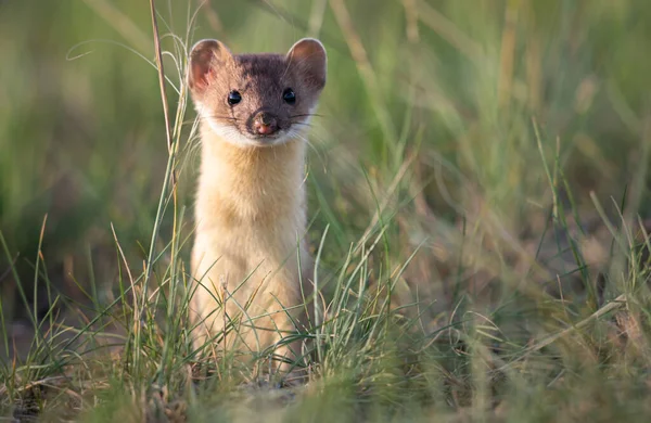 Belette Longue Queue Dans Les Prairies Canadiennes — Photo