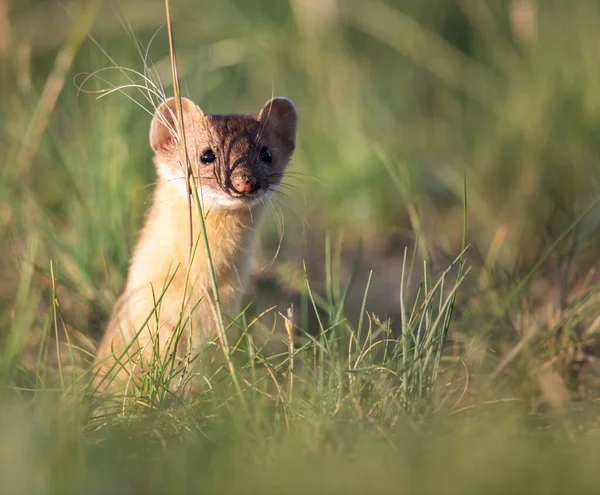 加拿大草原上的长尾黄鼠狼 — 图库照片